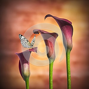 Butterfly on Beautiful macro close up image of colorful vibrant calla lily flower