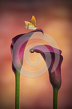 Butterfly on Beautiful macro close up image of colorful vibrant calla lily flower