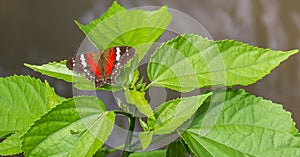 Butterfly with beautiful pattered wings on a green plant