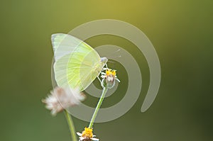 butterfly photo