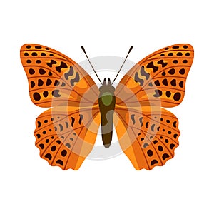 Butterfly with beautiful spotted orange wings. Vector illustration.