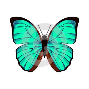 Butterfly with beautiful turquoise wings. Vector illustration.