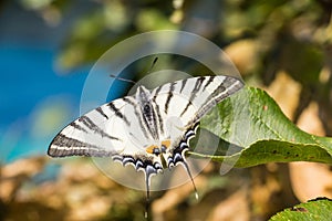 Butterfly photo