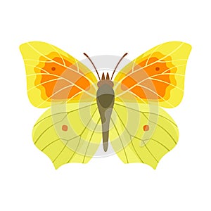 Butterfly with beautiful yellow wings with orange ornament. Vector illustration.