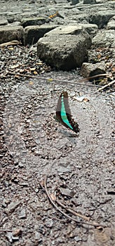 Butterfly with the beautifull collor life in the clean air