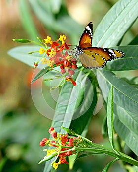 Butterfly beauty