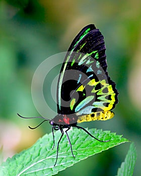 Butterfly beauty photo