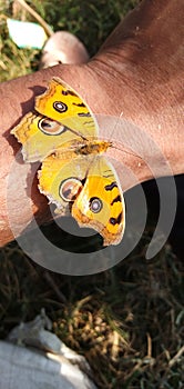 Butterfly beauty on hand