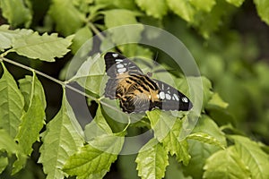 Butterfly beauty on a leaf