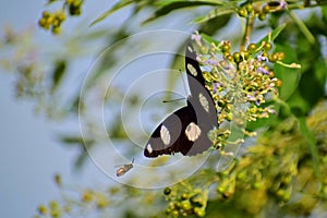 Butterfly and a bee