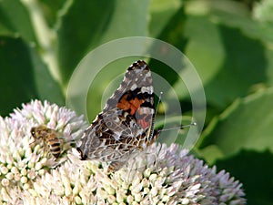 Mariposa a miel de abeja 