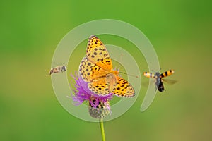 Butterfly, bee, cantharid and flower