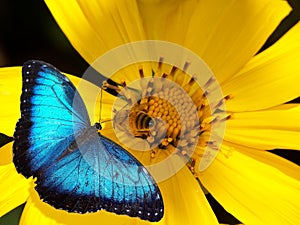 Butterfly and bee on flower