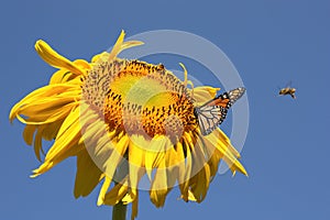 Butterfly and bees on a sunflower