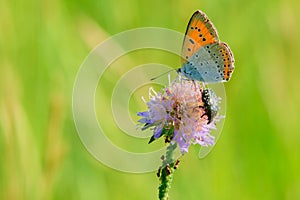 Butterfly, beetle and ants together on flower.