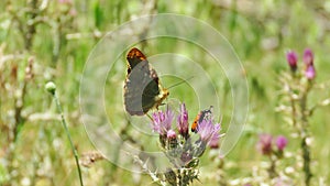 Butterfly and beetles photo