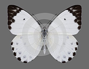 Butterfly Belenois calypso Calypso Caper White