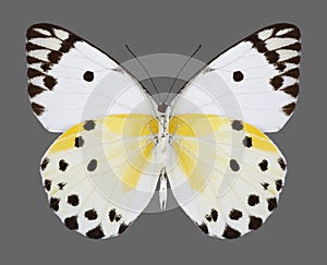 Butterfly Belenois calypso Calypso Caper White underside