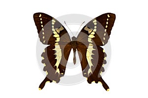 Butterfly big brown isolated white background