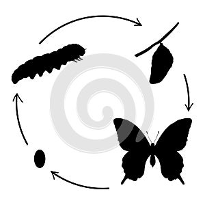 Butterfly birth. Silhouettes butterfly caterpillar and cocoon