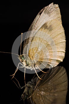 Butterfly on black with reflection