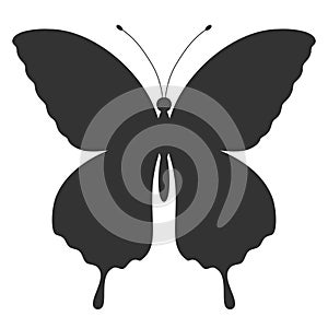 Butterfly black silhouette. Shape of butterfly wings, front view, tattoo template