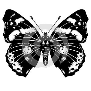 Butterfly black, silhouette,, vector clip art, image