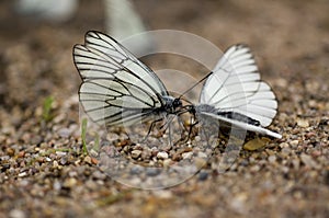Butterfly Black-Veined White (Aporia Crataegi) photo