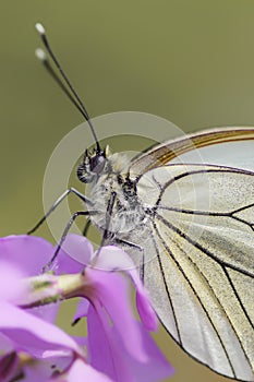 Butterfly - Black-Veined White, Aporia crataegi, on pink flower. White butterfly. Blurry green background. Precious white butterfl