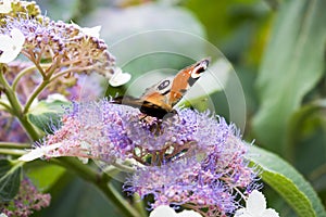 A butterfly with black and white red wings forages a flower