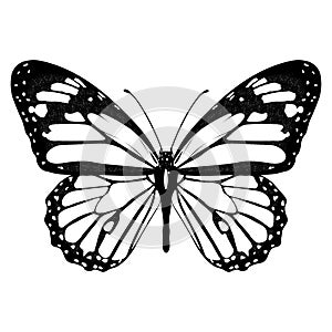 Butterfly black and white, view from above, isolated on white background, vector insect, monochrome illustration, coloring book, b