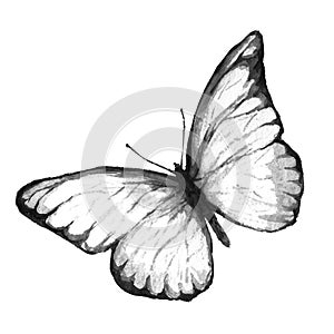 Butterfly black and white