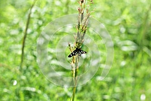 Butterfly with black wings. Ukraine