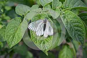 The butterfly blackvein sits on potatoes leaf