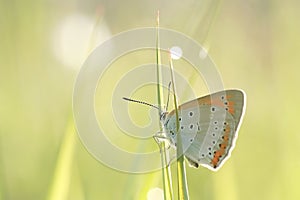 Butterfly on a blade of grass in spring