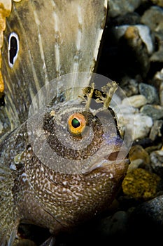 Butterfly Blenny fish