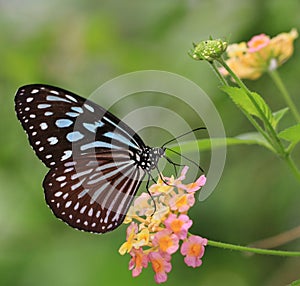 Butterfly and blooming flowers - Liuchiou Blue Spotted Milkweed Butterfly