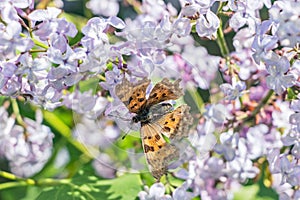 Butterfly on blooming pink lilac flower branch in garden