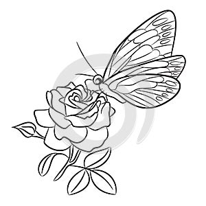 Butterfly on blooming rose, small bud and leaf.