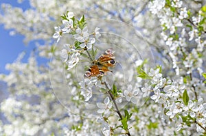 Butterfly on blooming tree