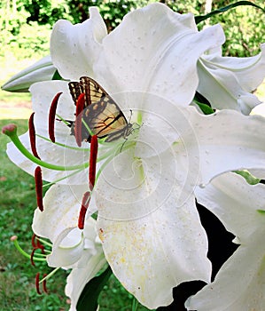 Butterfly on blooming White Madonna lily flower