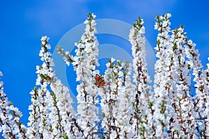 Butterfly and blooms