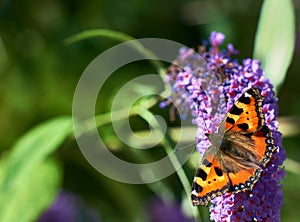 butterfly on blossom