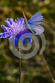 Butterfly on the blue flower