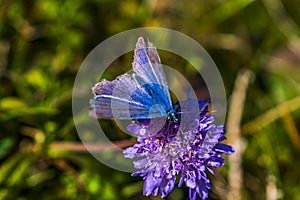 Butterfly on the blue flower