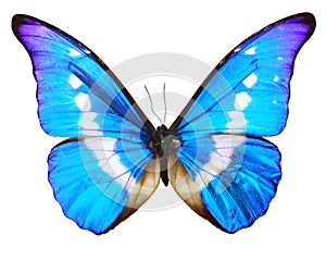 Butterfly blue isolated over whte background