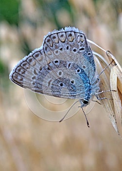 Butterfly blue lycaenidae at the ripe oats