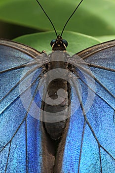 Butterfly Blue Morpho
