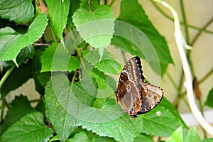 Butterfly: Blue Morphos Mating