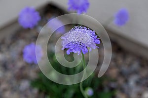 Butterfly blue scabiosa blossom photo